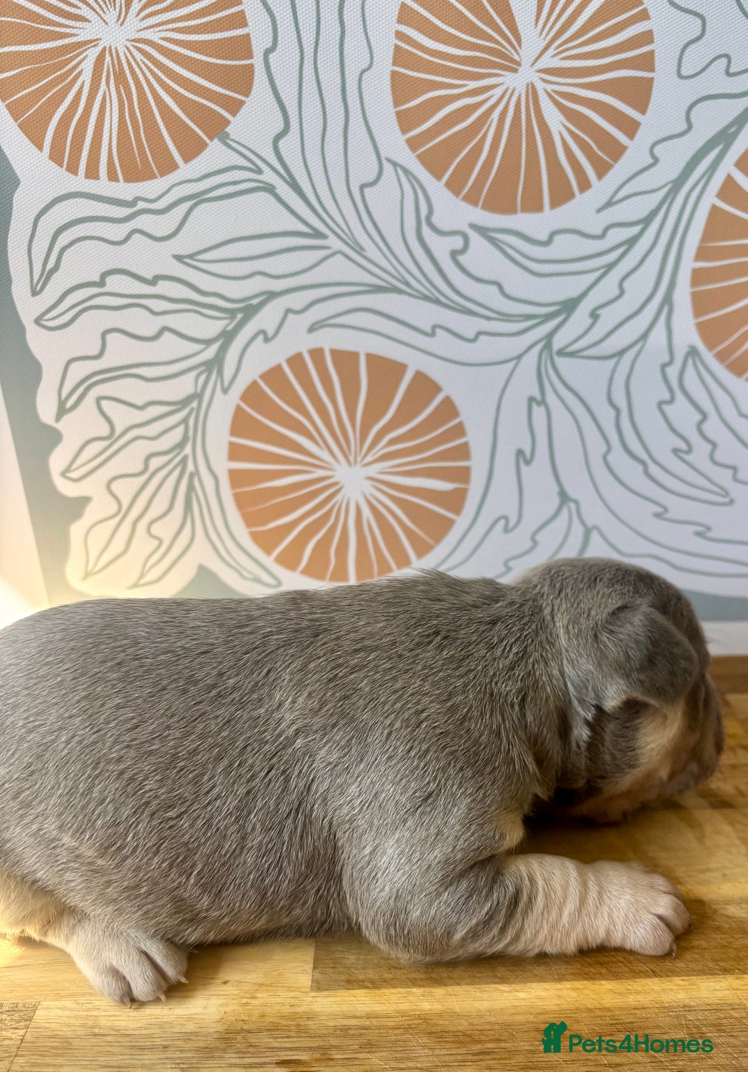French Bulldog dogs for sale: ONE FEMALE LEFT -gorgeous grey French Bulldogs - Image 23