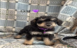 Mixed Breed dogs for sale: F1 MINI SCHNOODLE PUPPIES  - Image 4