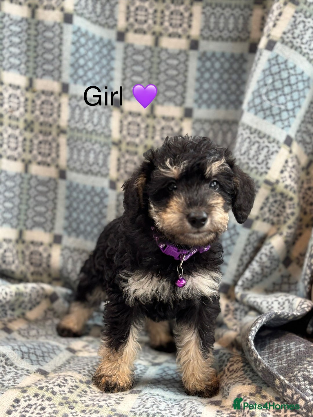 Mixed Breed dogs for sale: F1 MINI SCHNOODLE PUPPIES  - Image 4