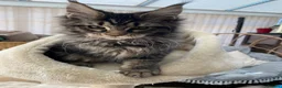 Maine Coon cats for sale: Monarch Maine coons kittens - Advert 6