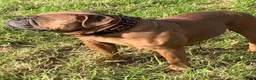 Olde English Bulldogge dogs for sale: Olde English bulldogge  - Advert 23