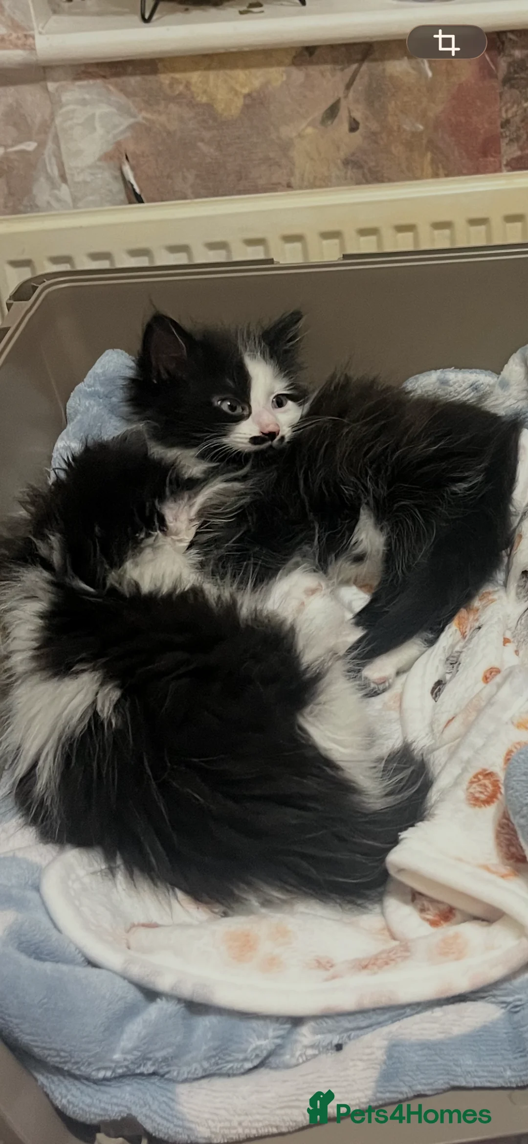 Mixed Breed cats for sale: Mr Moustache 🥸🥰beautiful long haired boy ❤️ - Advert 15
