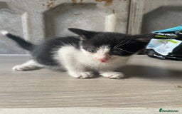 Domestic Shorthair cats for sale: Cute little domestic kittens  - Image 4
