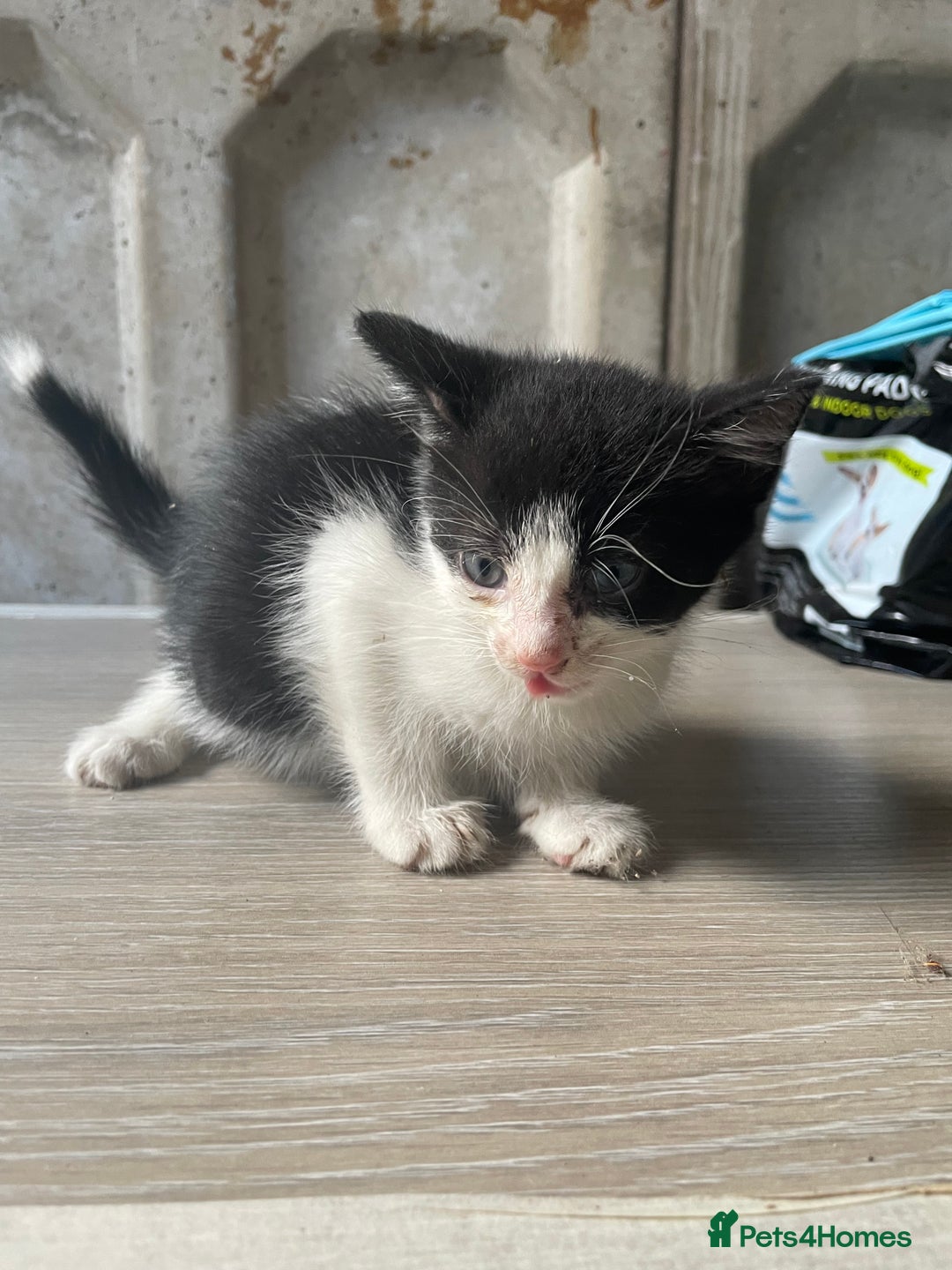 Domestic Shorthair cats for sale: Cute little domestic kittens  - Image 4