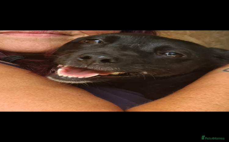 Mixed Breed dogs - Advert 6