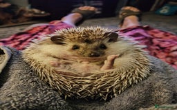 Pygmy Hedgehog rodents for sale: Pygmy hedgehog and cage - Image 2