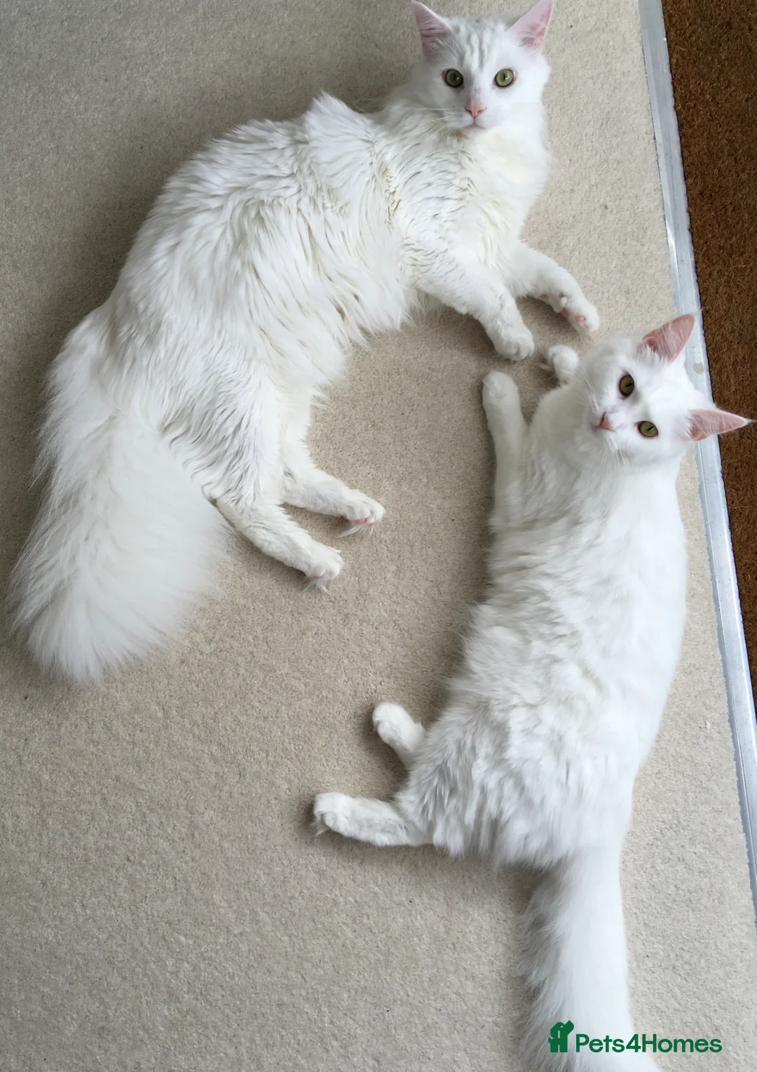 Turkish Angora cats for sale: 🍼New Turkish Angora Litter From TheTurkishAngoras - Advert 2