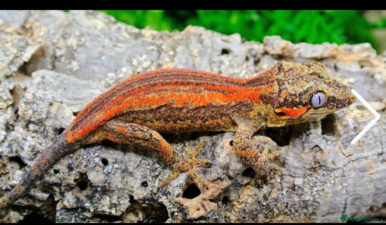 Gecko reptiles Male pinstripe harlequin and female lilly white  - Advert 17