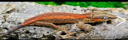 Gecko reptiles for sale: Male pinstripe harlequin and female lilly white  - Advert 1
