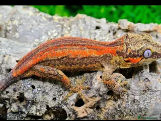 Gecko reptiles Male pinstripe harlequin and female lilly white - Advert 17