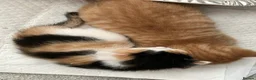 Mixed Breed cats for sale: Litter of 4 beautiful kittens  - Advert 23