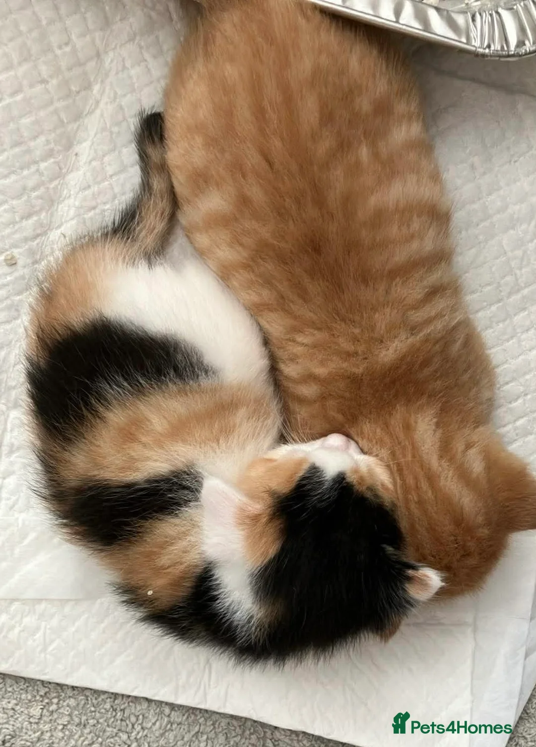 Mixed Breed cats for sale: Litter of 4 beautiful kittens  - Advert 23