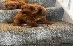 Cavapoo dogs for sale: cavapoo  - Image 14