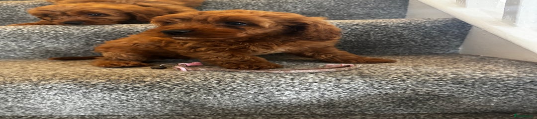 Cavapoo Puppy 6