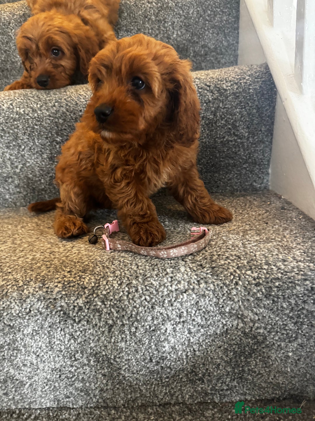 Cavapoo dogs for sale: cavapoo  - Image 14