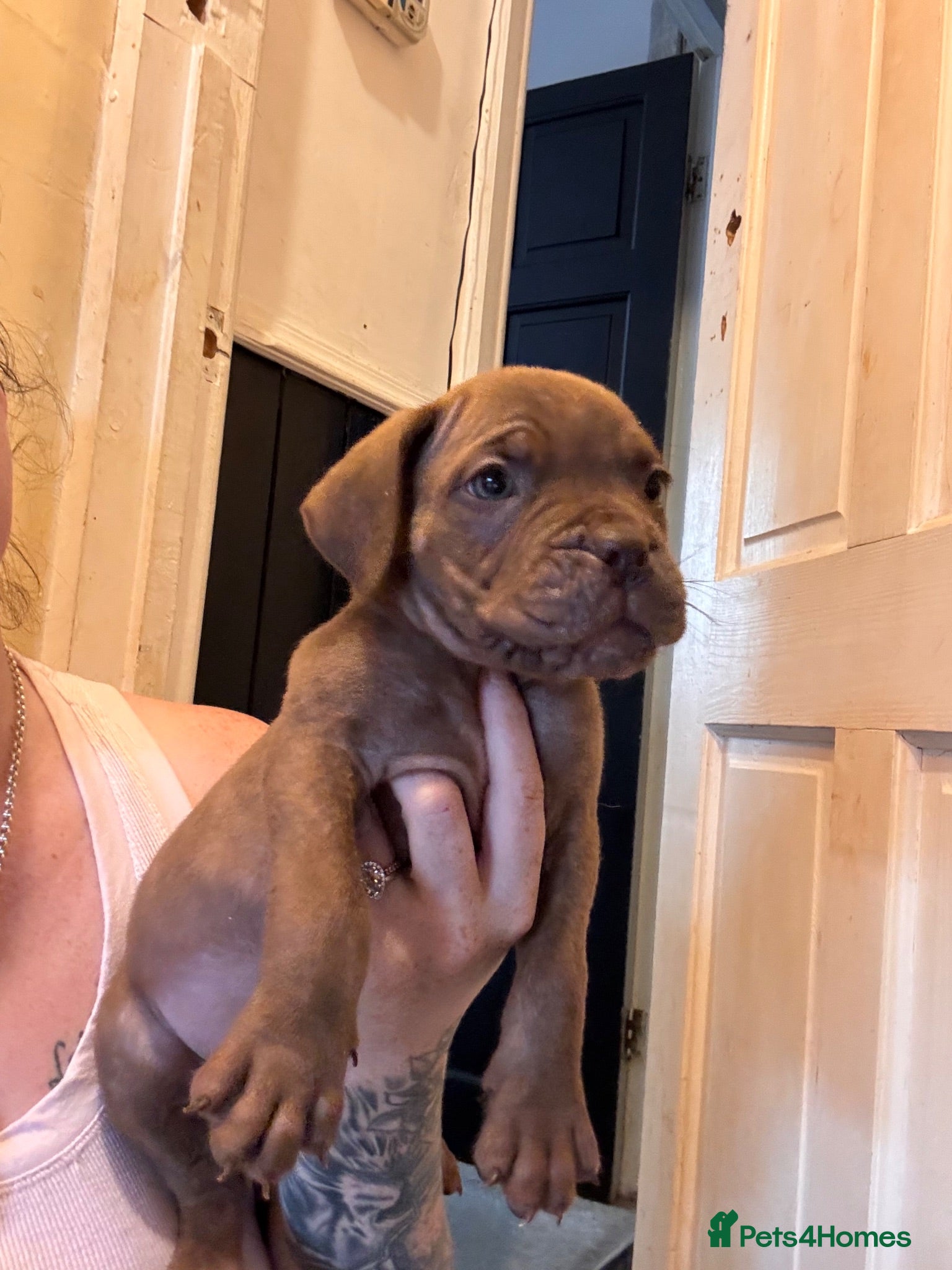 Mixed Breed dogs Dogue de Bordeaux x cane corso  - Advert 15