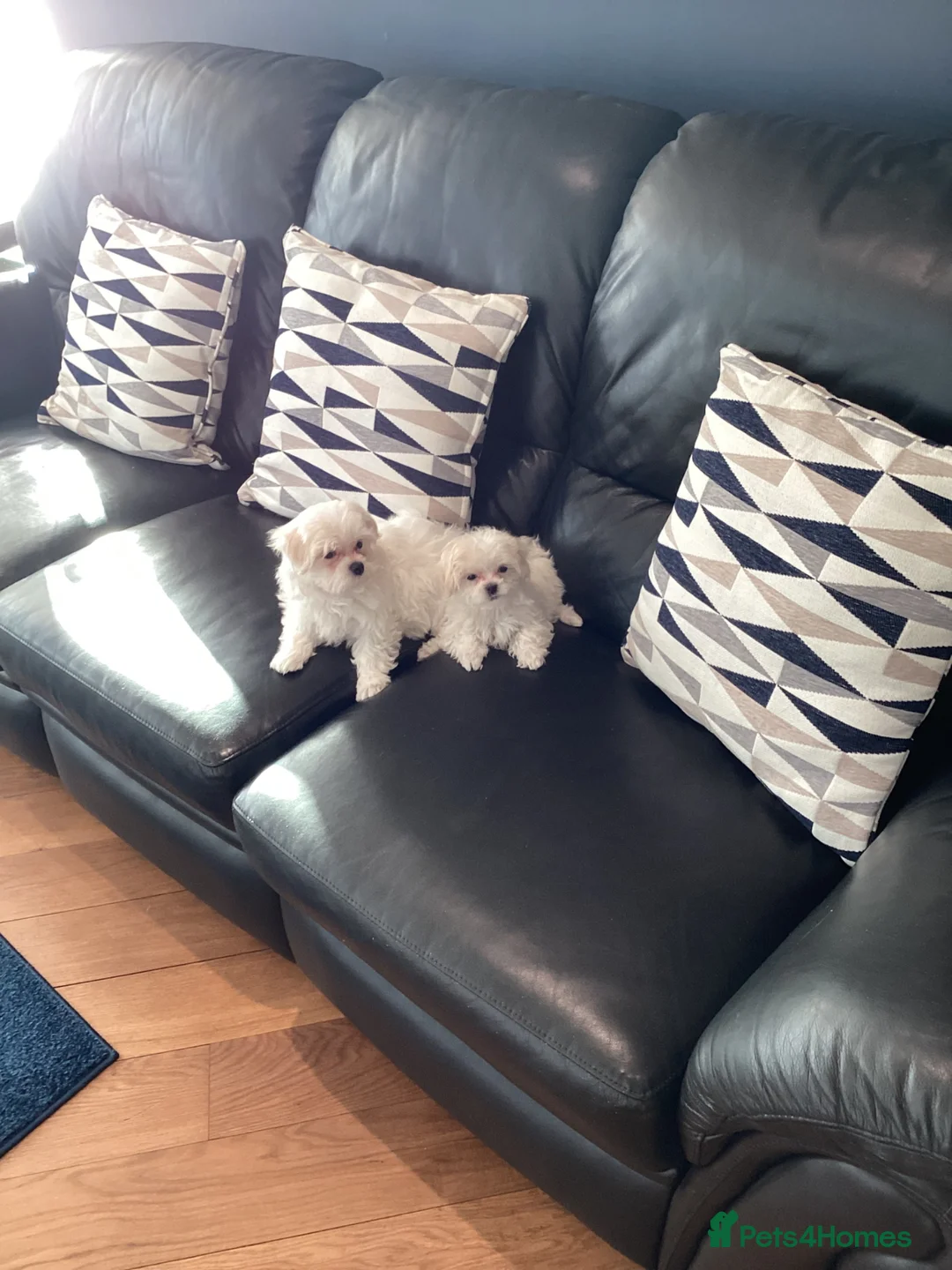 Maltese dogs for sale: Thoroughbred Maltese - Advert 2