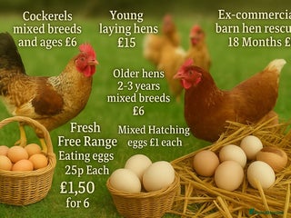 Chickens poultry - Advert 36