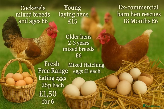 Chickens poultry - Advert 17