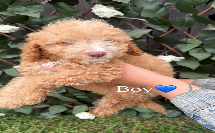 Cavapoo dogs - Advert 12