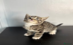 Mixed Breed cats for sale: Beautiful mixed bengal kittens  - Image 11