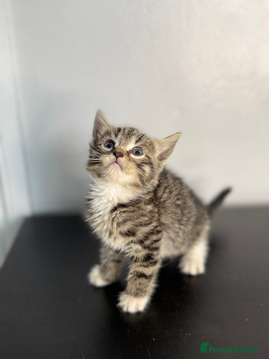 Mixed Breed cats for sale: Beautiful mixed bengal kittens  - Image 11
