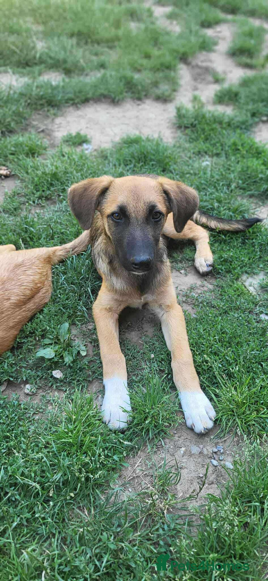 Mixed Breed dogs for adoption: CADBURY 5 months M playful/loves dogs, kids, cats! - Image 5
