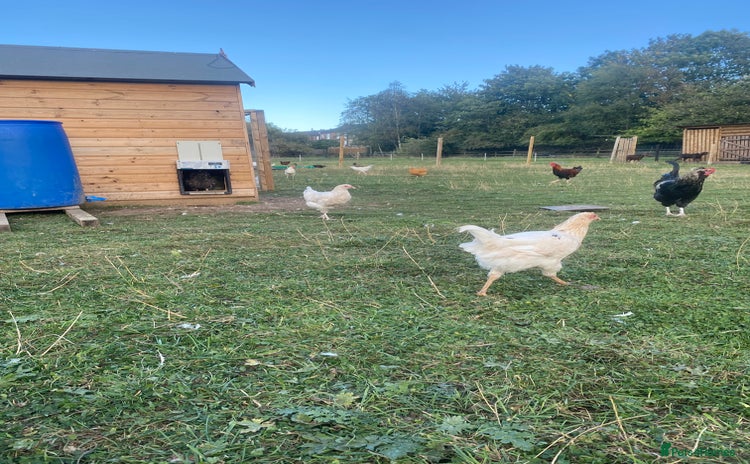 Chickens poultry - Advert 13