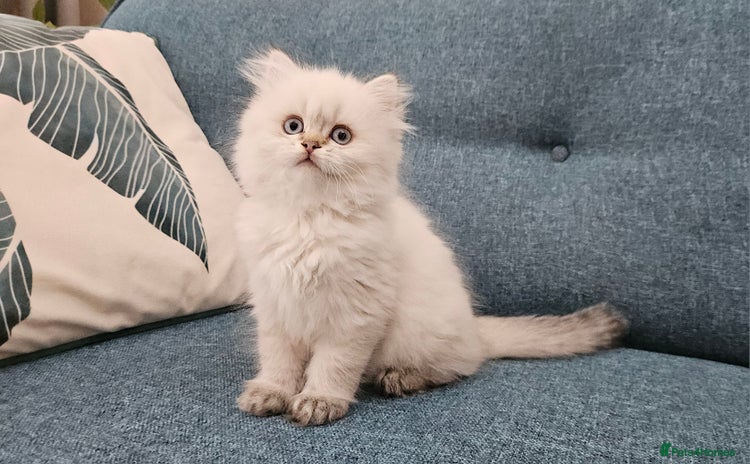 Scottish Fold cats - Advert 8
