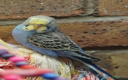 Budgerigars birds for sale: Budgies  - Image 7