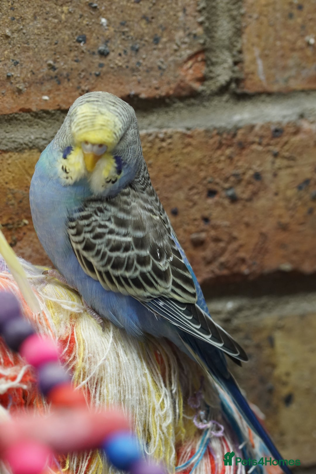 Budgerigars birds for sale: Budgies  - Image 7