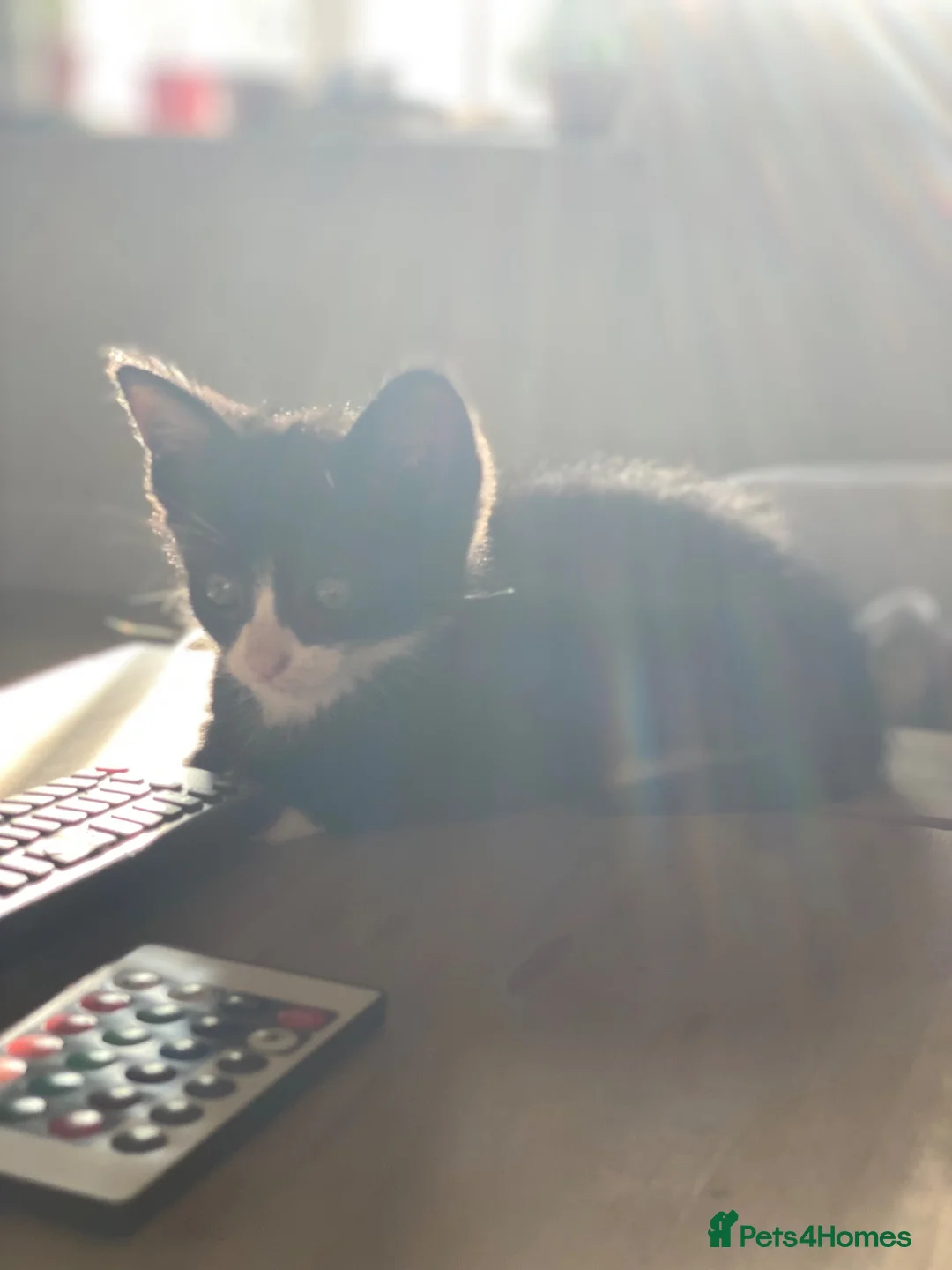 Mixed Breed cats for sale: Two farm kittens looking for forever homes  in Cirencester - Advert 1