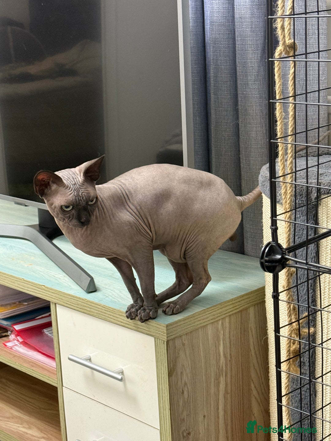 Sphynx cats for stud: TICA Registered Active, stunning Canadian Sphynx i - Advert 9