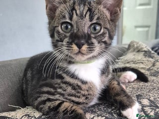 Savannah cats F5 SAVANNAH KITTENS 1 left female - Advert 7