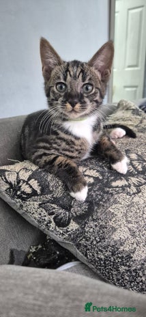 Savannah cats F5 SAVANNAH KITTENS 1 left female - Advert 8