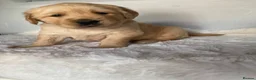 Golden Retriever dogs for sale: Chunky kc registered golden retriever puppy’s  - Advert 13
