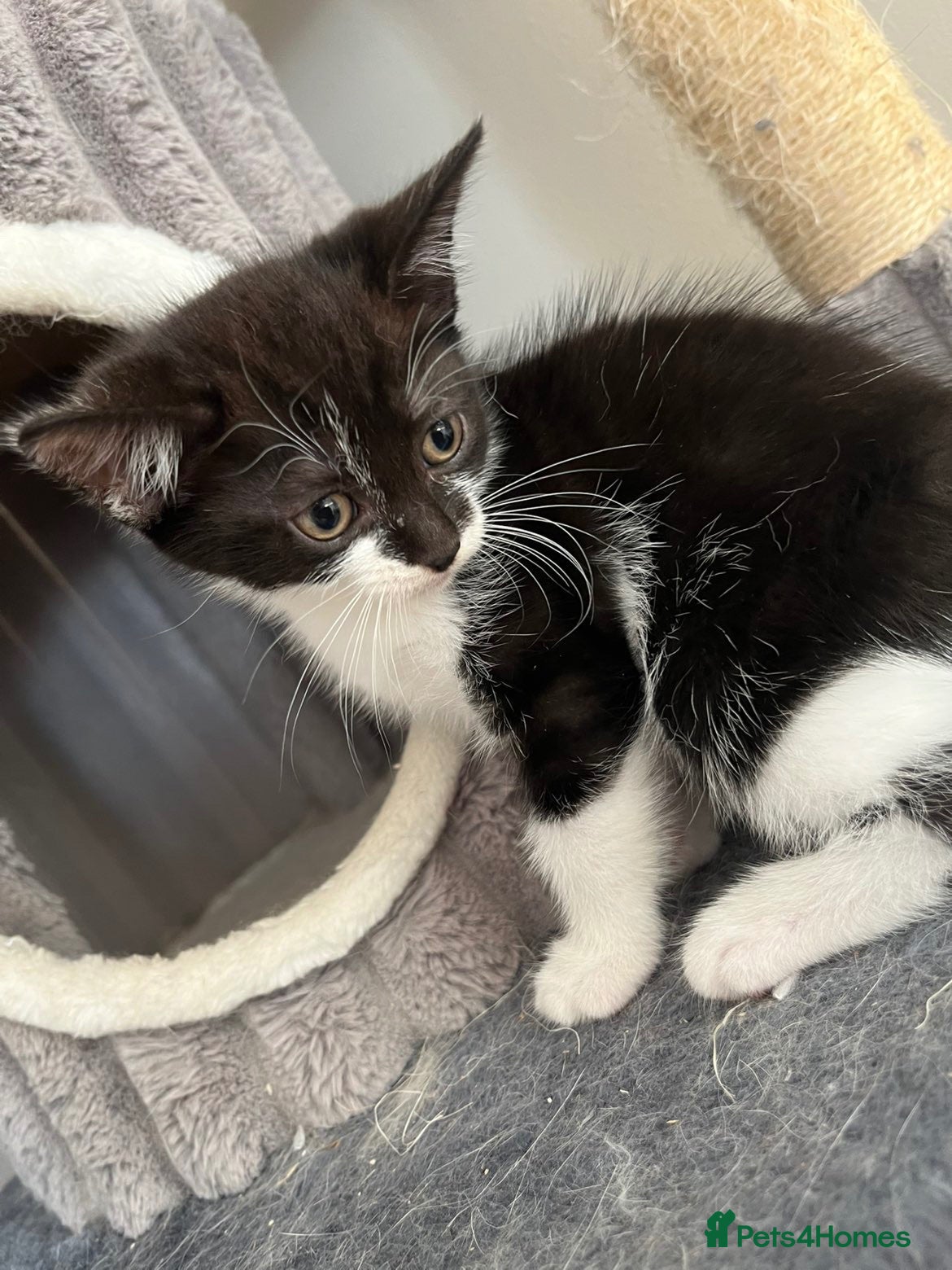 Mixed Breed cats Ready to leave  ** last one  - Advert 5