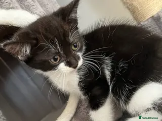 Mixed Breed cats Ready to leave ** last one - Advert 5