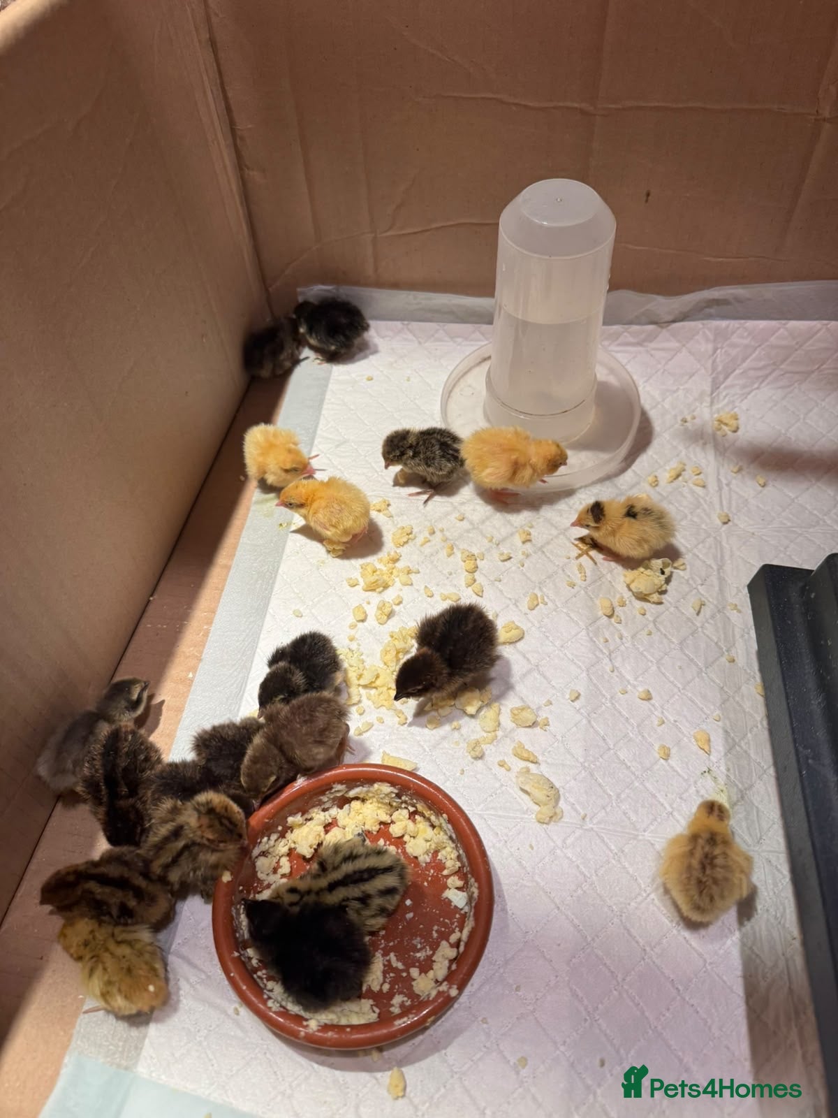 Quail poultry Quail chicks - Advert 9