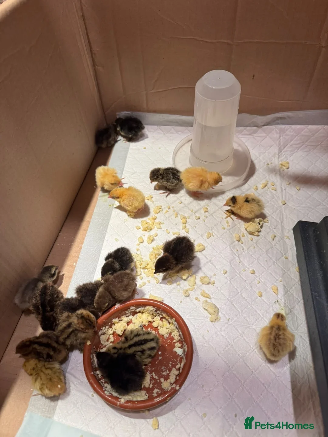 Quail poultry for sale: Quail chicks in Preston - Advert 1