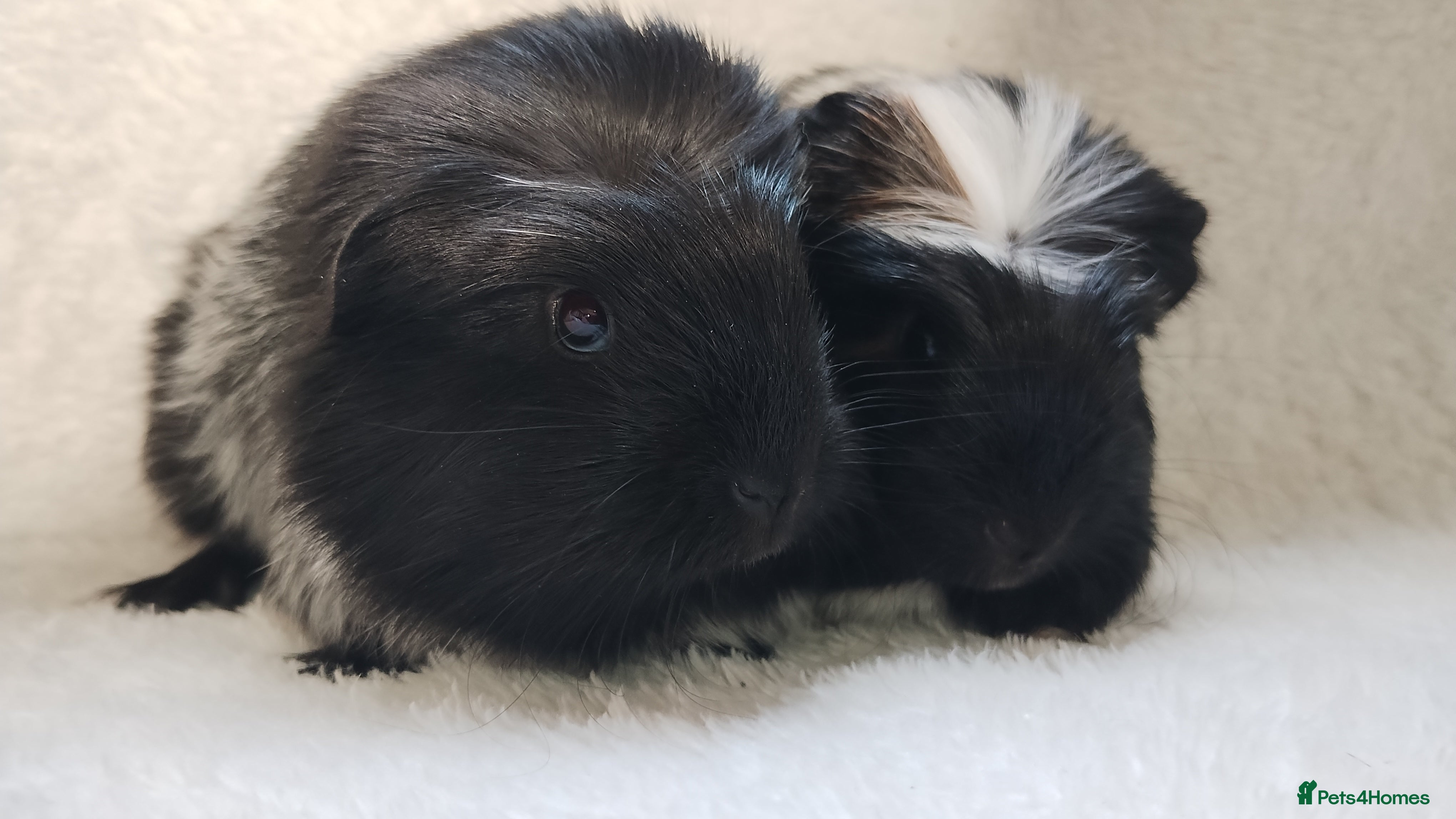 Guinea Pig rodents Delivery available cornet sister guinea pigs ready - Advert 12