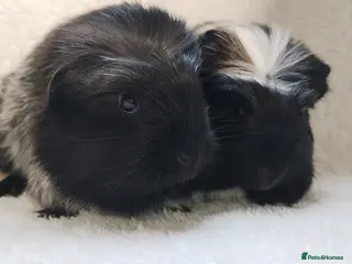 Guinea Pig rodents Delivery available cornet sister guinea pigs ready - Advert 12