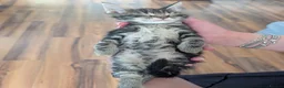 Maine Coon cats for sale: Beautiful Maine Coon/Bengal kittens - Advert 22