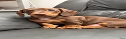 Miniature Dachshund dogs for sale: 🐾 Just One Beautiful Puppy Left! 🐾 - Advert 5