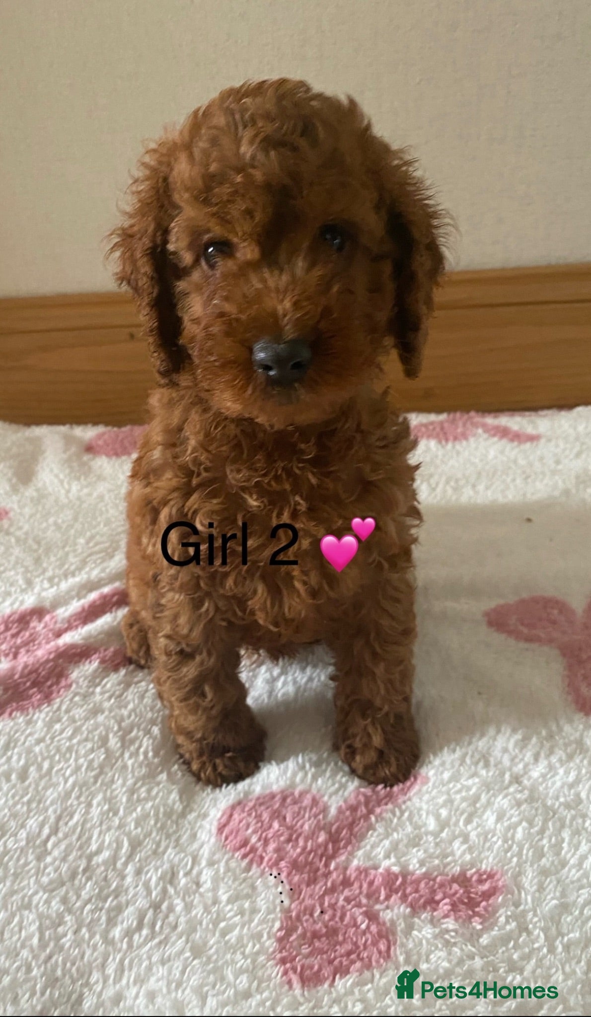 Cavapoo dogs ❤️ Red Cavapoo F1B Girls ❤️ - Advert 2