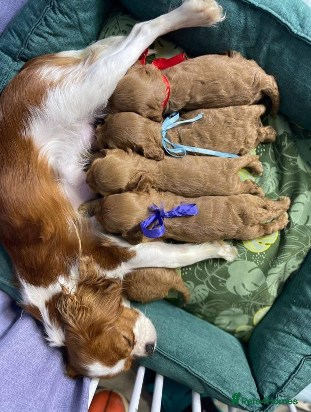 Cavapoo dogs for sale: Cavapoo puppies  - Advert 1