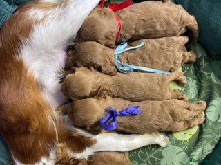 Cavapoo dogs for sale: Cavapoo puppies - Advert 1