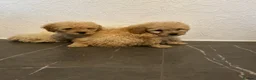 Cavapoo dogs for sale: Cavapoos  in Southampton - Advert 4