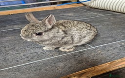 Netherland Dwarf rabbits for sale: Baby Netherland dwarf rabbits  - Image 5