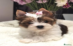 Yorkshire Terrier dogs for sale: Very Beautiful puppies, pure yorkshire terriers  - Advert 21